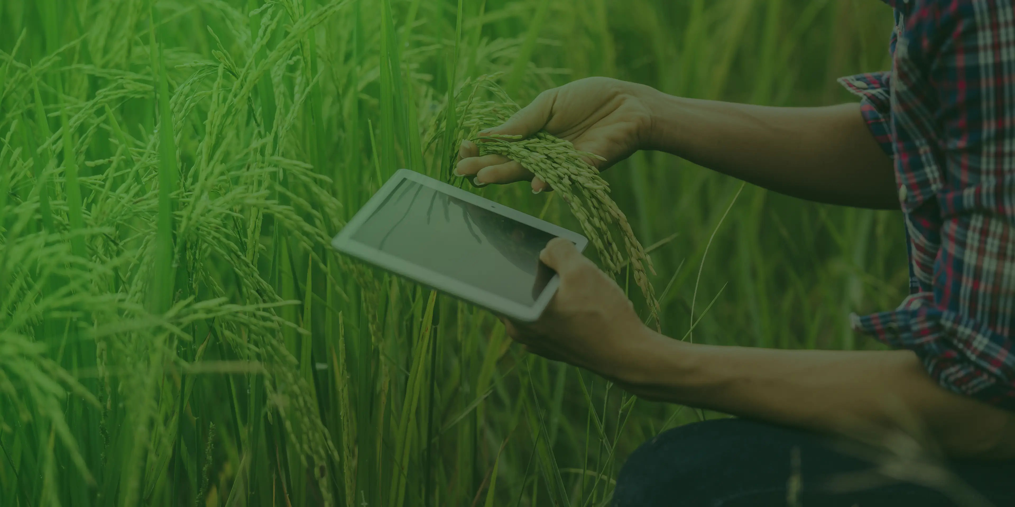 banner-esg-agrifood-agricultor-com-tablet-a-monitorizar-crecimento-de-plantacao-de-arroz-xs.webp